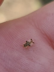 Corythucha juglandis