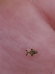 Corythucha juglandis