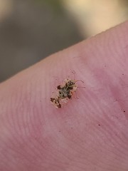 Corythucha juglandis