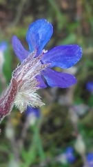 Anchusa