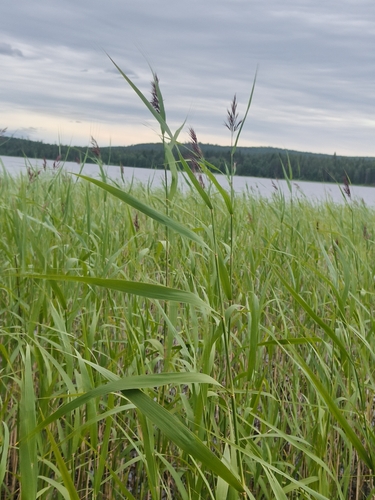 common reed