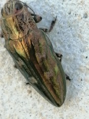 Chalcophora mariana massiliensis