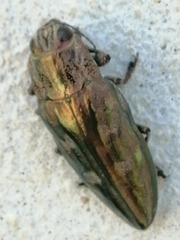 Chalcophora mariana massiliensis