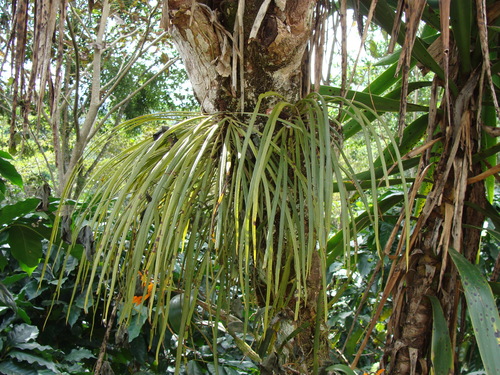 Campyloneurum angustifolium, photograph 1