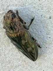 Chalcophora mariana massiliensis