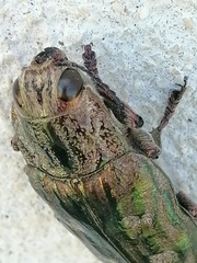 Chalcophora mariana massiliensis