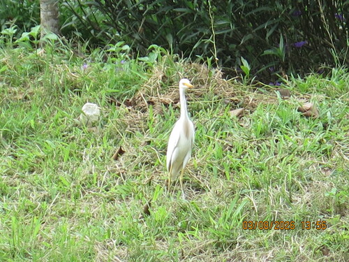 Western Cattle-Egret