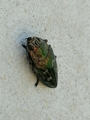 Chalcophora mariana massiliensis