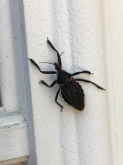 Apiomerus californicus