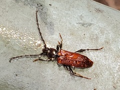 Callidiellum rufipenne