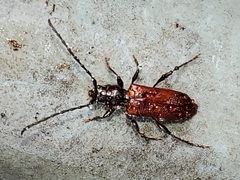 Callidiellum rufipenne