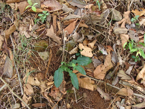 Chaptalia nutans, photograph 2