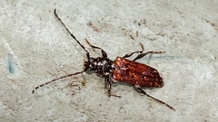 Callidiellum rufipenne