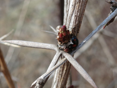 Image of Berberis amurensis by (c) Repina Tatyana, some rights reserved (CC BY)
