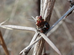 Berberis amurensis