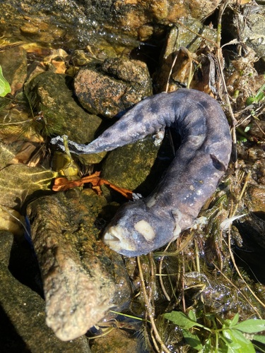 Common Mudpuppy observed by tystephenson