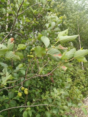 grey alder
