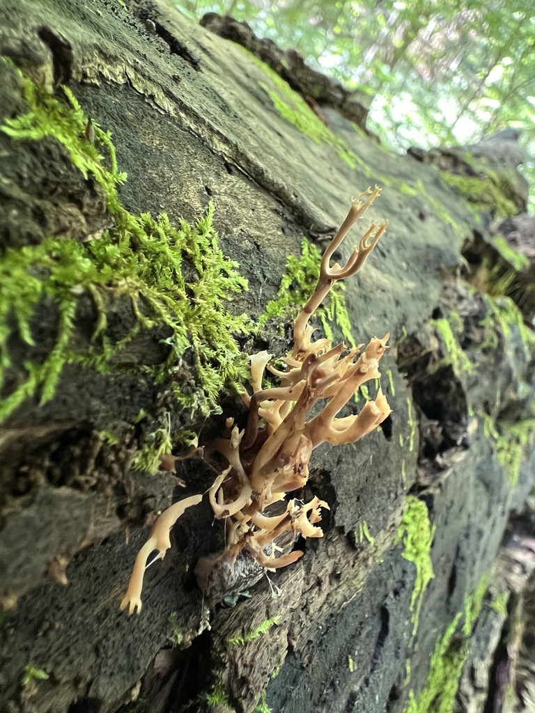 crown-tipped coral fungus · August 2026 · photo: Photo: (c) Brian C. Hunt, some rights reserved (CC BY) · iNaturalist