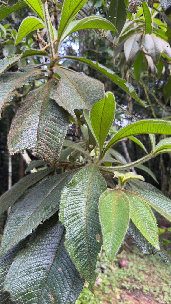Bellucia strigosa