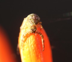 Thomisidae