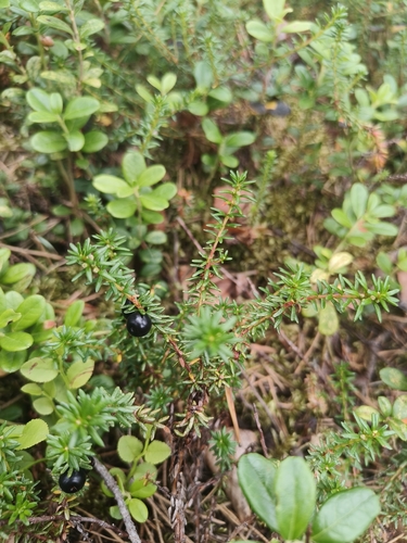 black crowberry