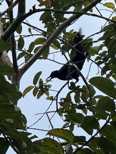 Great-tailed Grackle