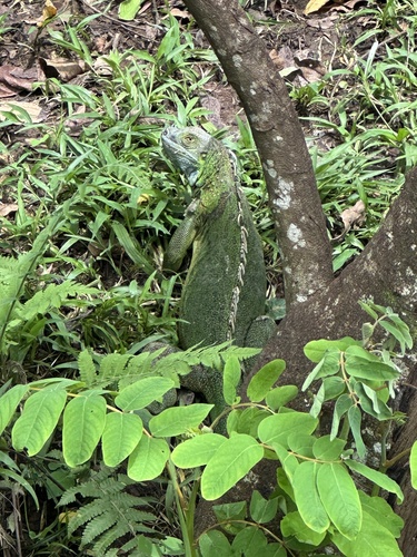 Green Iguana