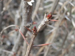 Berberis amurensis