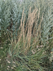 Psathyrostachys juncea