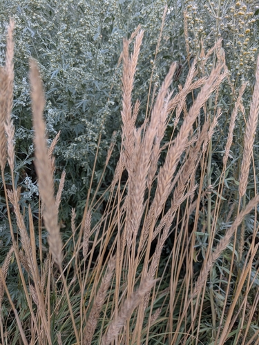 Psathyrostachys juncea, photograph 2