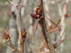 Berberis amurensis