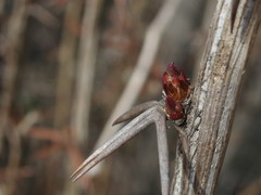Berberis amurensis