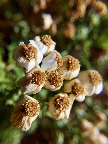 Achillea erba-rotta, photograph 4