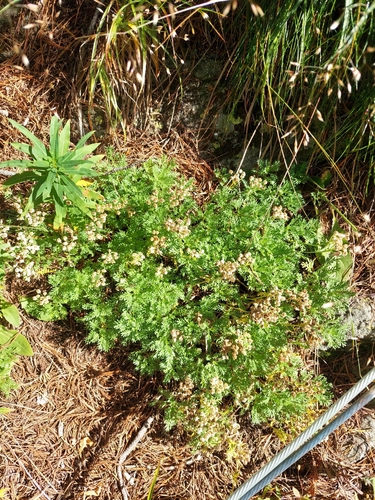 Achillea erba-rotta, photograph 5