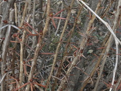 Berberis amurensis
