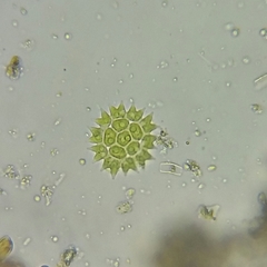 Hydrodictyaceae