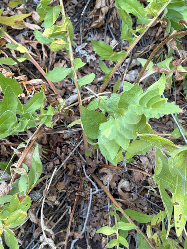 Balsamorhiza hookeri, 2026-08-03