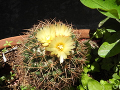 Coryphantha ottonis