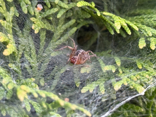 Labyrinth spider