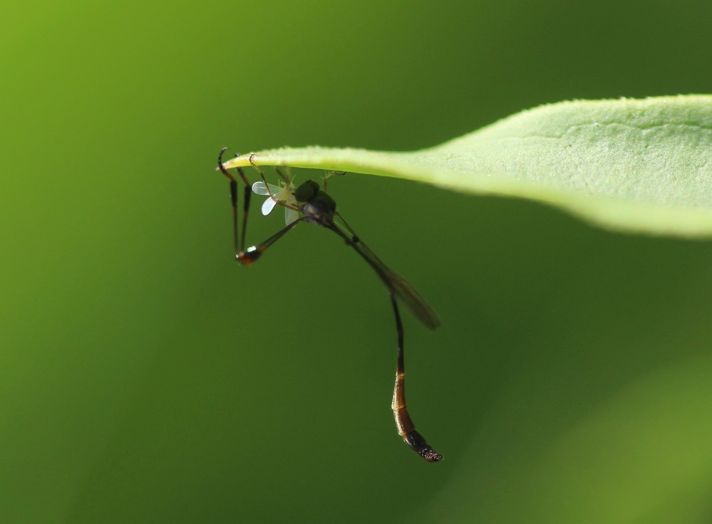 Leptopteromyia gracilis