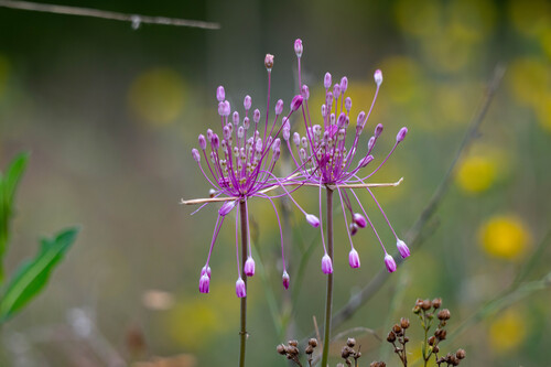 Allium praescissum, photograph 6