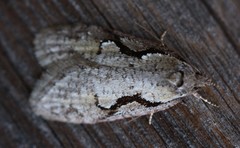 Semioscopis packardella
