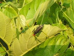 Epicauta mannerheimi