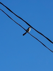 Aphelocoma californica