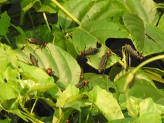 Epicauta mannerheimi