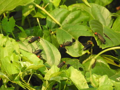 Epicauta mannerheimi