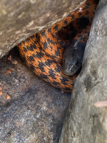 Aquatic Garter Snake, Crescent City, photo 10 of 10