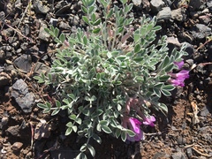Astragalus newberryi