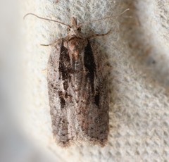 Acleris pulverosana