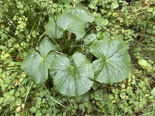 Phytomyza calthivora